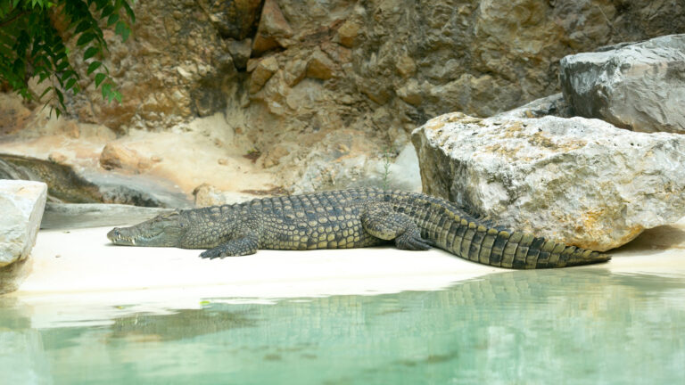 Le crocodile du Nil est l'un des plus grands Reptiles vivants actuels. Il possède un corps massif et un museau long et triangulaire. Sa peau est généralement grise, tirant légèrement sur le verdâtre, le noir ou le brun. Ses yeux, ses oreilles et ses narines sont situés sur le dessus de la tête, ce qui lui permet de voir, d'entendre et de respirer lorsqu'il est en immersion. Il est très à l'aise dans l'eau mais n'est pas maladroit sur la terre ferme, car il est capable de pousser des pointes de vitesse de près de 17 km/h.