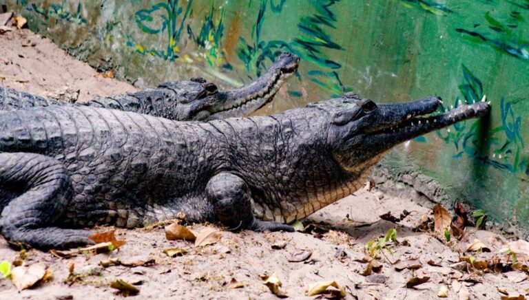 Ce crocodile se distingue de ses cousins par les épaisses écailles de son cou qui se prolongent le long du dos formant une sorte d'armure, par son museau fin et long ainsi que des mâchoires plus lisses. Il tire son nom du Gavial du Gange présent en Asie, espèce appartenant à une autre famille bien distincte, les Gavialidae. Sa principale technique de chasse est de rester immobile. L'espèce se rencontre dans des habitats très diversifiés : lacs, fleuves, marais d'eau douce ou d'eau saumâtre.