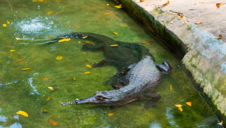 Le crocodile nain est un petit crocodilien dont peu d'individus dépassent 1,60 m. Le maximum enregistré pour l'espèce est de 1,90 m. C'est le crocodile qui a été mis à l'honneur par la marque célèbre au crocodile vert brodé, Lacoste. C'est un crocodile lourdement blindé de couleur foncée sur le dos et les côtés, puis jaune avec de nombreuses taches noires sur le ventre. Les juvéniles ont des bandes brunes claires sur le corps et la queue ainsi que des taches jaunâtres sur la tête. Les principales menaces pesant sur cette espèce sont la destruction de ses habitats et la chasse pour la viande destinée à la consommation humaine.