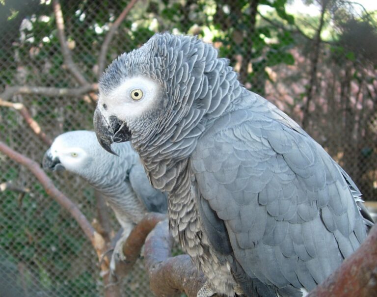 Surnommé Jaco, c'est le meilleur parleur parmi les perroquets. C'est un oiseau grégaire (vit en groupe), mais lorsqu'il atteint la maturité sexuelle, le Gris du Gabon se choisit une partenaire et s'unit pour la vie. C'est un animal fidèle, calme et timide. Il vit dans des forêts denses. Le nombre de Gris du Gabon régresse à cause du déboisement et de sa vente. L'espèce est aujourd'hui menacée et déclarée protégée, ce qui signifie que son commerce est devenu interdit.