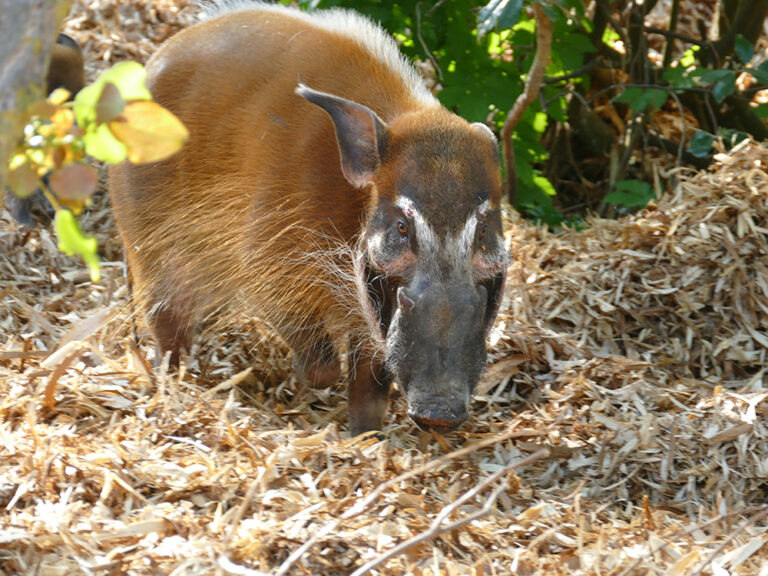 Le potamochère roux est parfois considéré comme la plus petite espèce
porcine africaine. Il possède un corps trapu, des épaules puissantes et un museau large lui permettant de rapidement déraciner la végétation dure. Les mâles ont des bosses reconnaissables sur les deux côtés du museau.