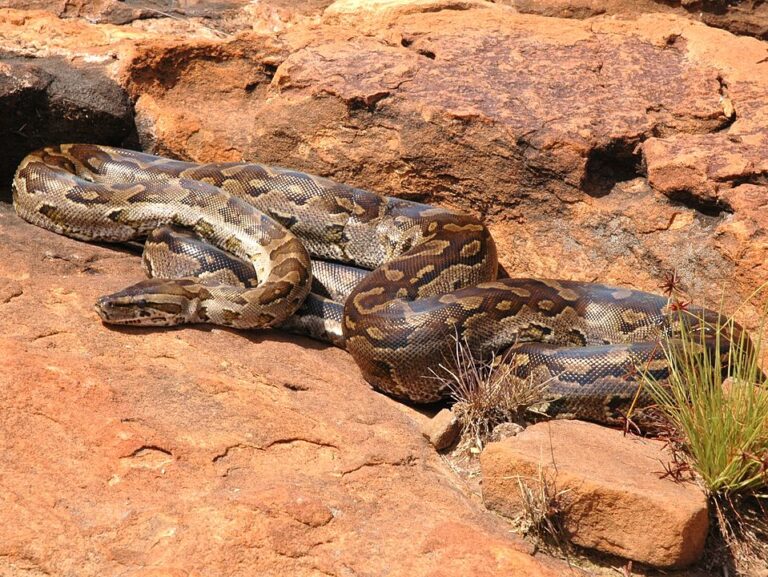 Le Python de Seba (Python sebae) est un des pythons les plus longs, c'est aussi le plus grand serpent africain. Sa taille varie, en général, de 4 à 6 m mais il peut mesurer jusqu'à 7,5 m de long. Ce serpent peut dépasser les 100 kg.
